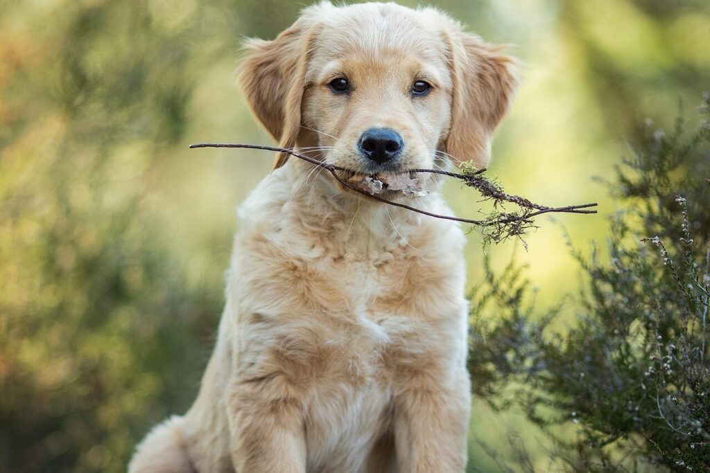 Dog Walker, West Seattle, Burien, Normandy Park, Des Moines