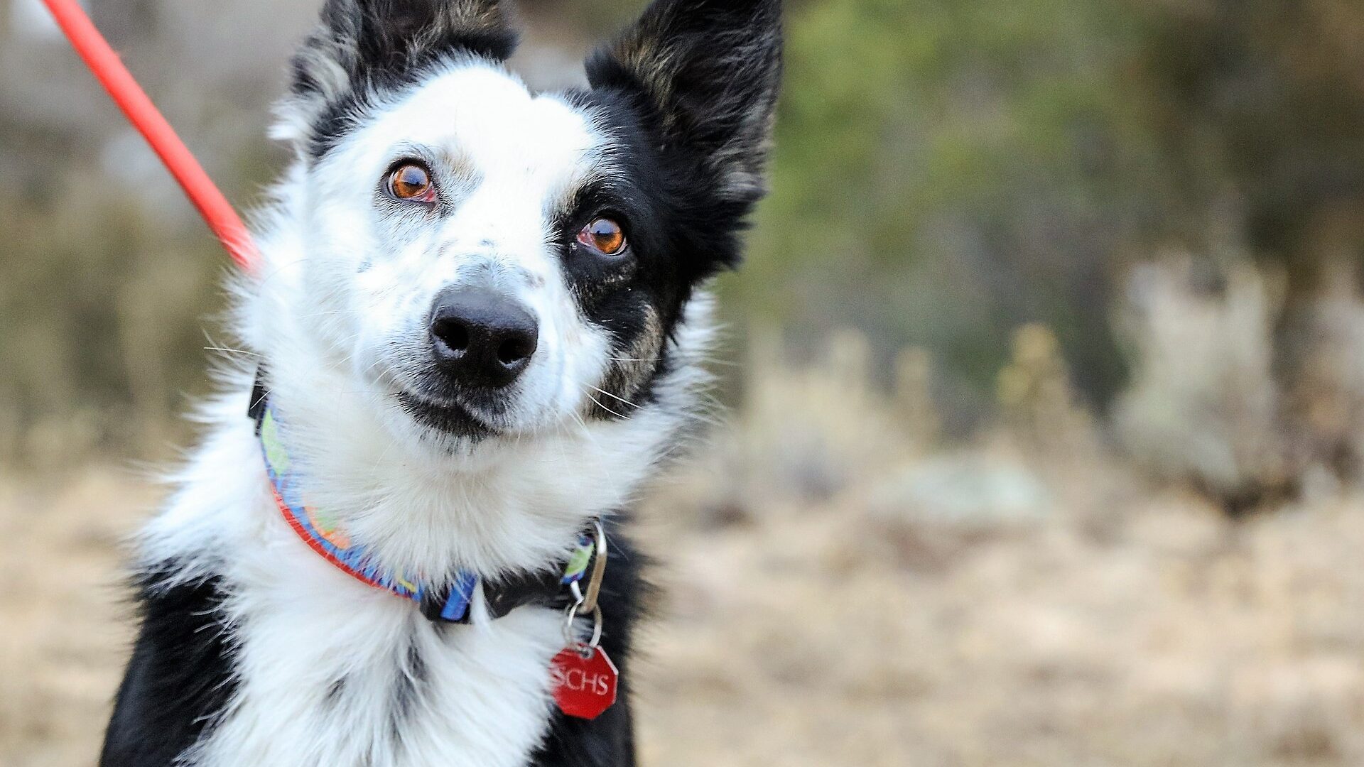 Dog Walking, Burien, West Seattle, Normandy Park